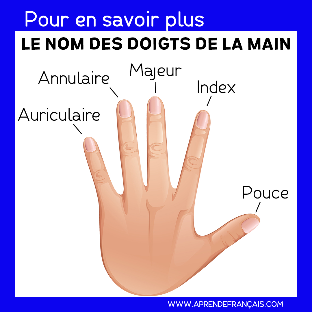 Los dedos de las manos en francés