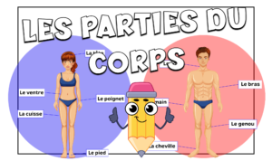 Las partes del cuerpo en francés